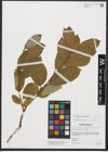 Foto von Salix caprea subsp. caprea L.